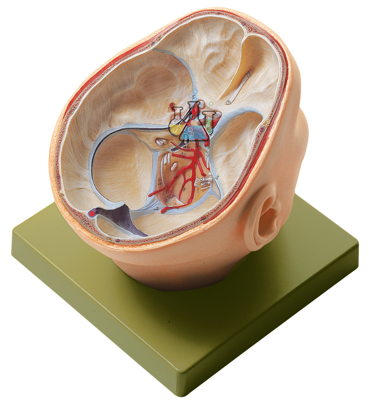 Site of the Skull Base Model